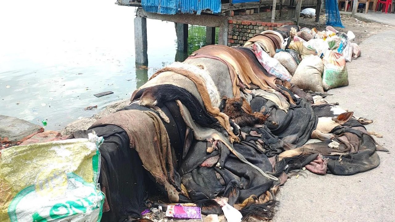 বিক্রি না হওয়ায় নদীর পাড়ে ফেলে দেয়া হয়েছে কোরবানির পশুর চামড়া