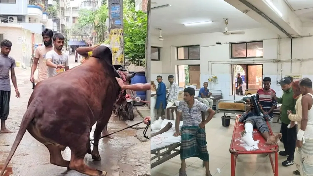 কোরবানির পশুর লাথি-গুঁতায় আহত হয়ে পঙ্গু হাসপাতালে ১৬০ জন 