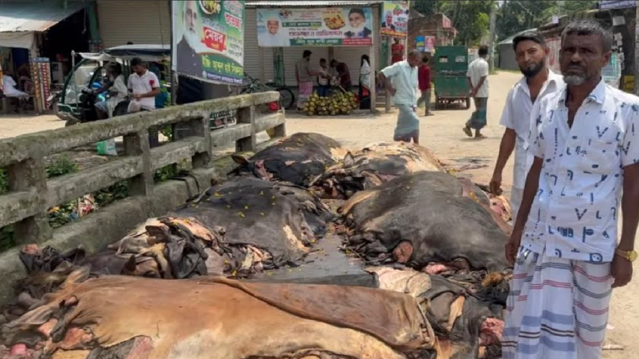 কোরবানির পশুর চামড়া ‘পানির দরে’ বিক্রি, বিপাকে ব্যবসায়ীরা