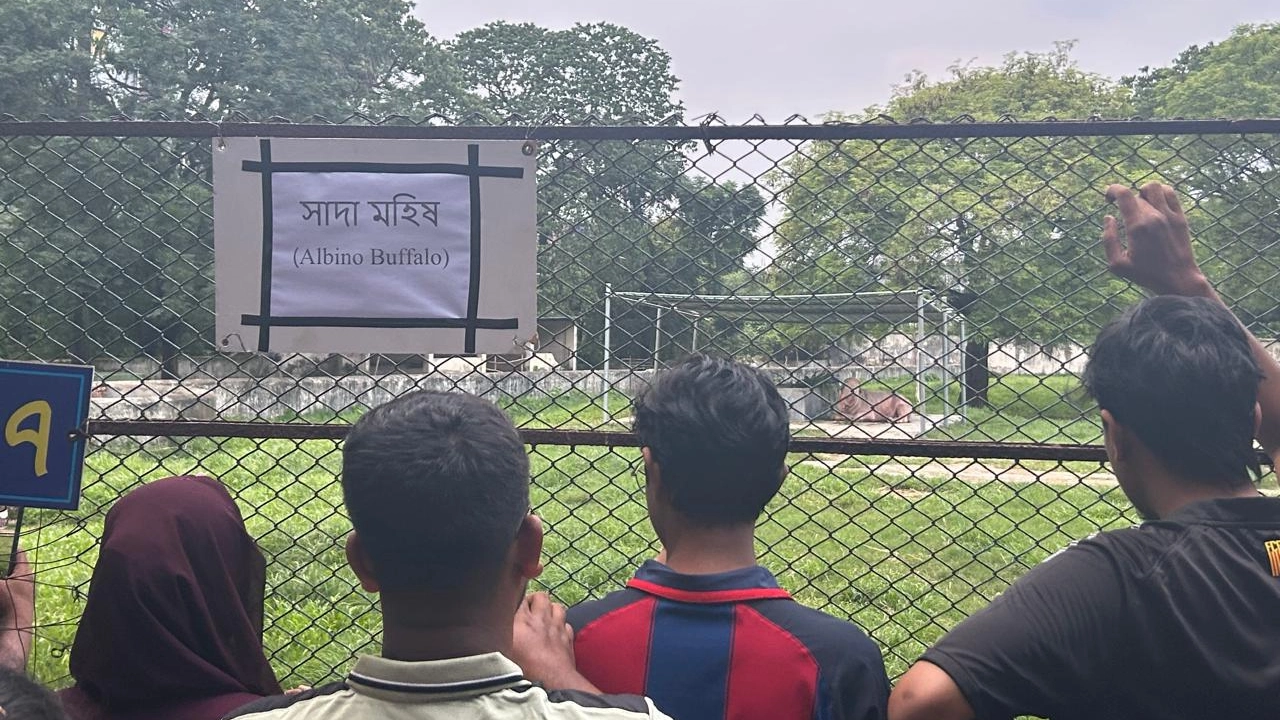 চিড়িয়াখানায় সাদা মহিষ দেখতে দর্শনার্থীদের উপচে পড়া ভিড়
