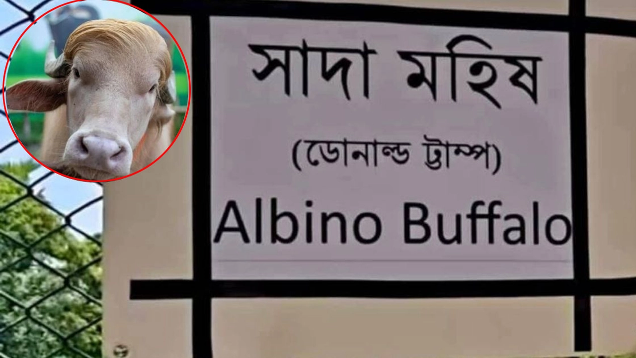 ছবি: সংগৃহীত