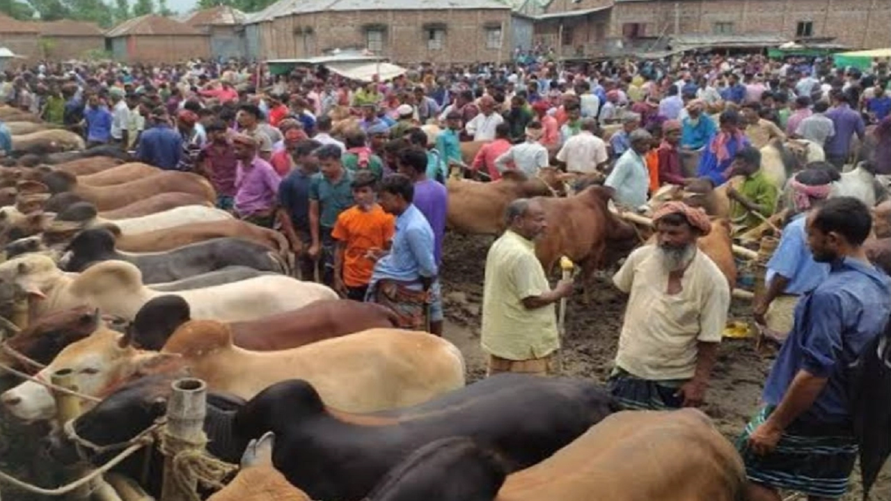 কোরবানির গরুর হাটে রাজস্ব আদায় ৪০ লাখ, সরকারি কোষাগারে জমা ১৫ লাখ