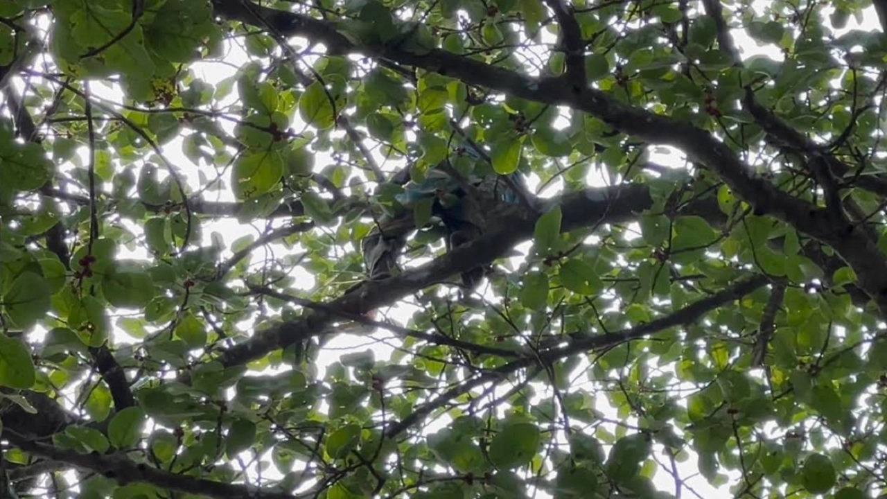 কবরস্থানের বটগাছের মগডালে ৪৭ বছরের ব্যক্তি