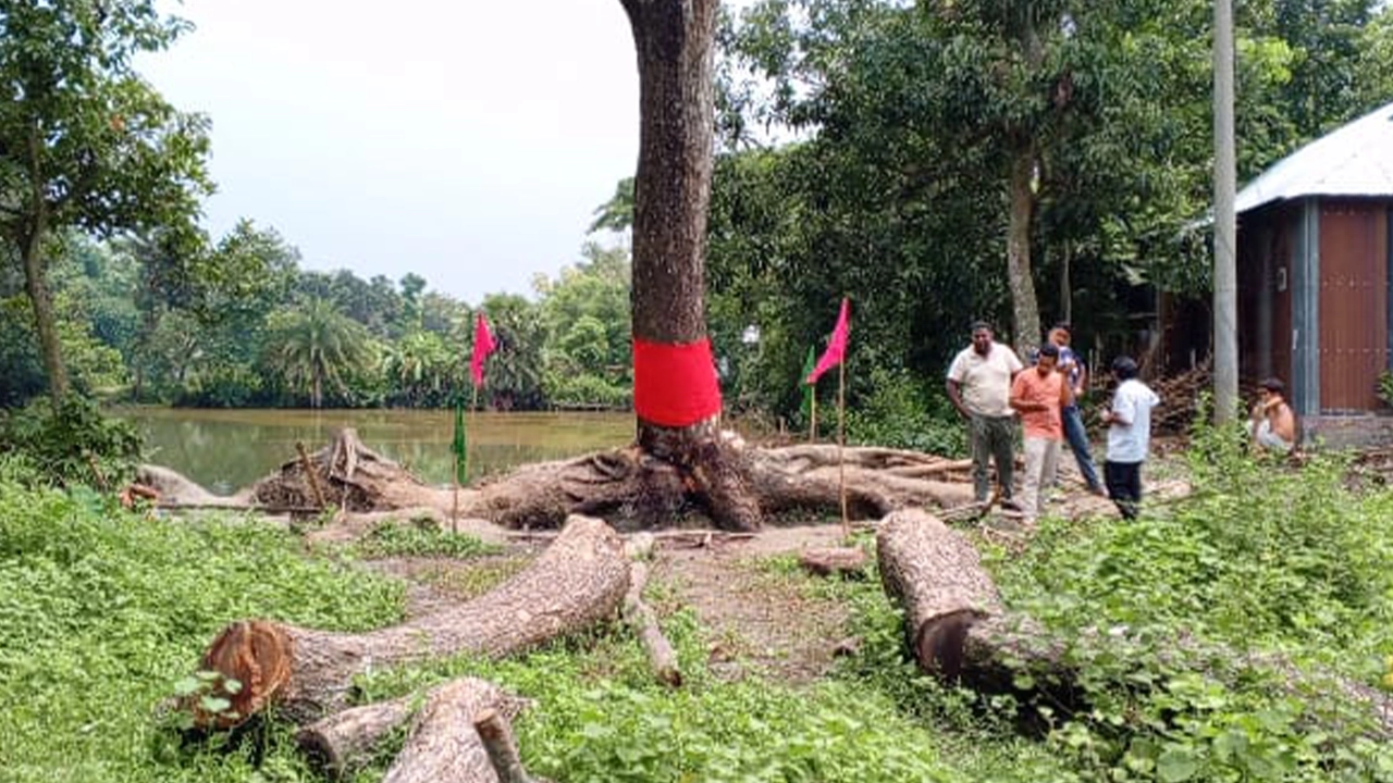 ব্রাহ্মণবাড়িয়ায় ঝড়ে হেলে পড়া গাছ