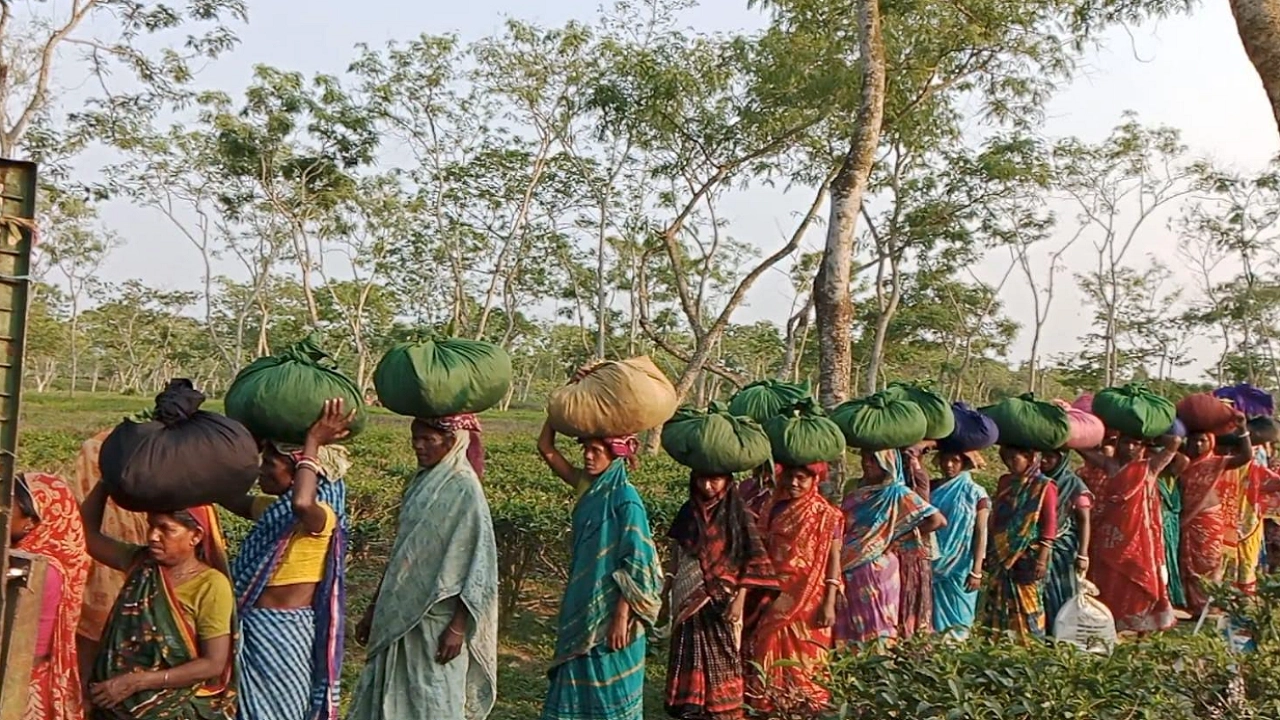 চা শ্রমিকরা