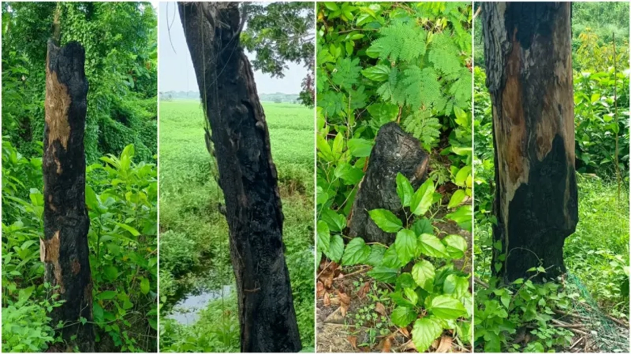 ছবি সংগৃহীত