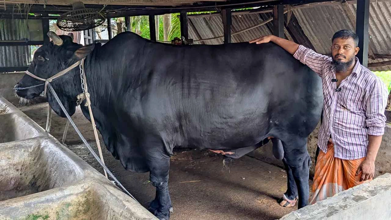 সাবেক প্রধানমন্ত্রী বেগম খালেদা জিয়াকে উপহার দেওয়া গরু এবং গ্রেপ্তার সোহাগ মৃধা।