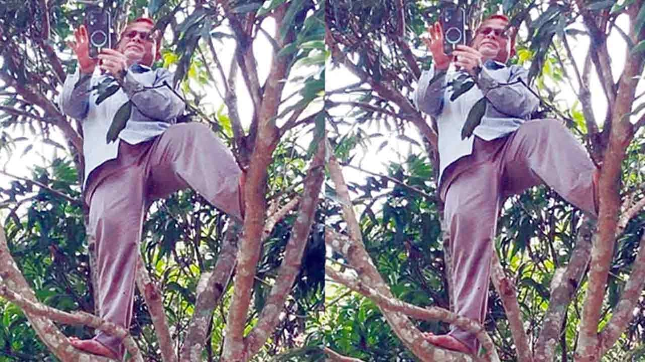 আম গাছে প্রধান শিক্ষক মোহাম্মদ আবু তাহের