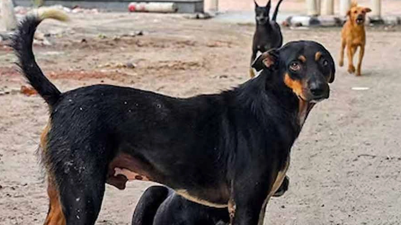 ছবি সংগৃহীত