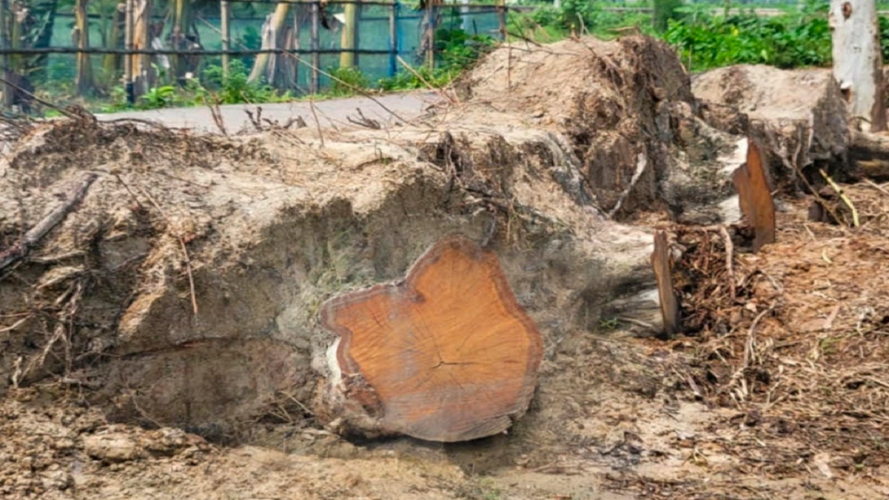 ফাইল ছবি