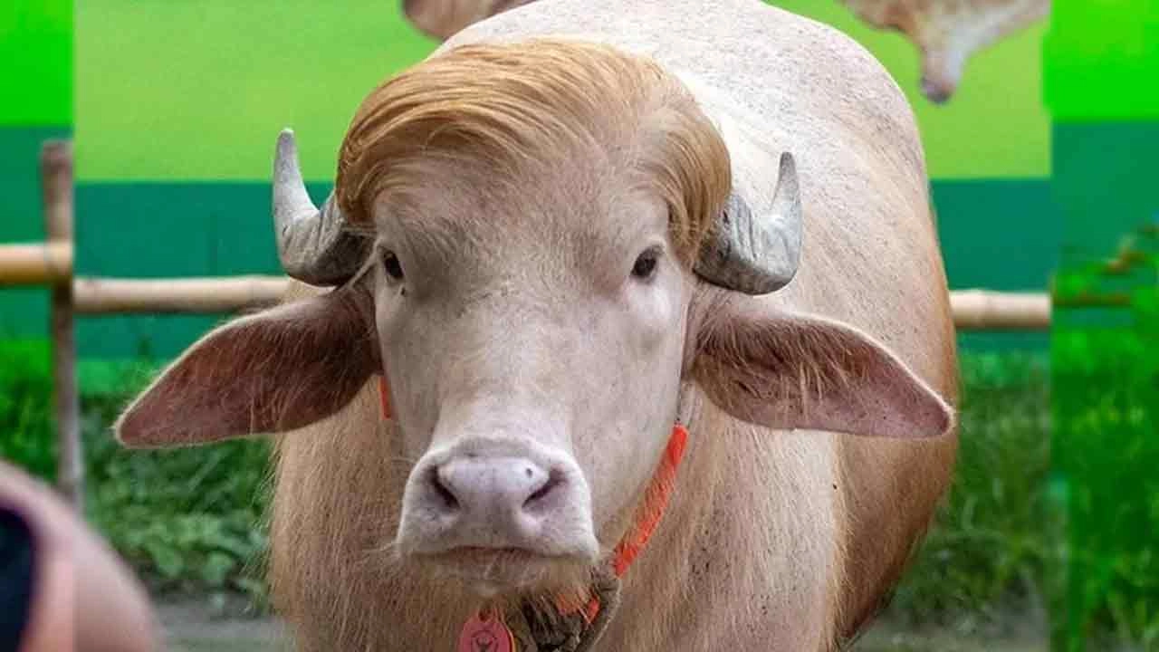 সংগৃহীত