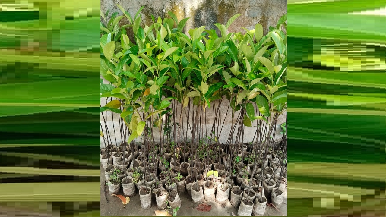 ছবি সংগৃহীত