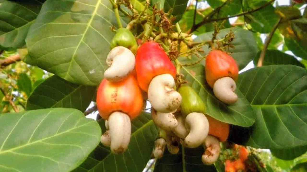 সংগৃহীত