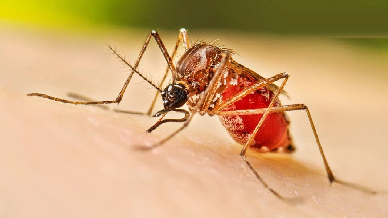 ছবি সংগৃহীত