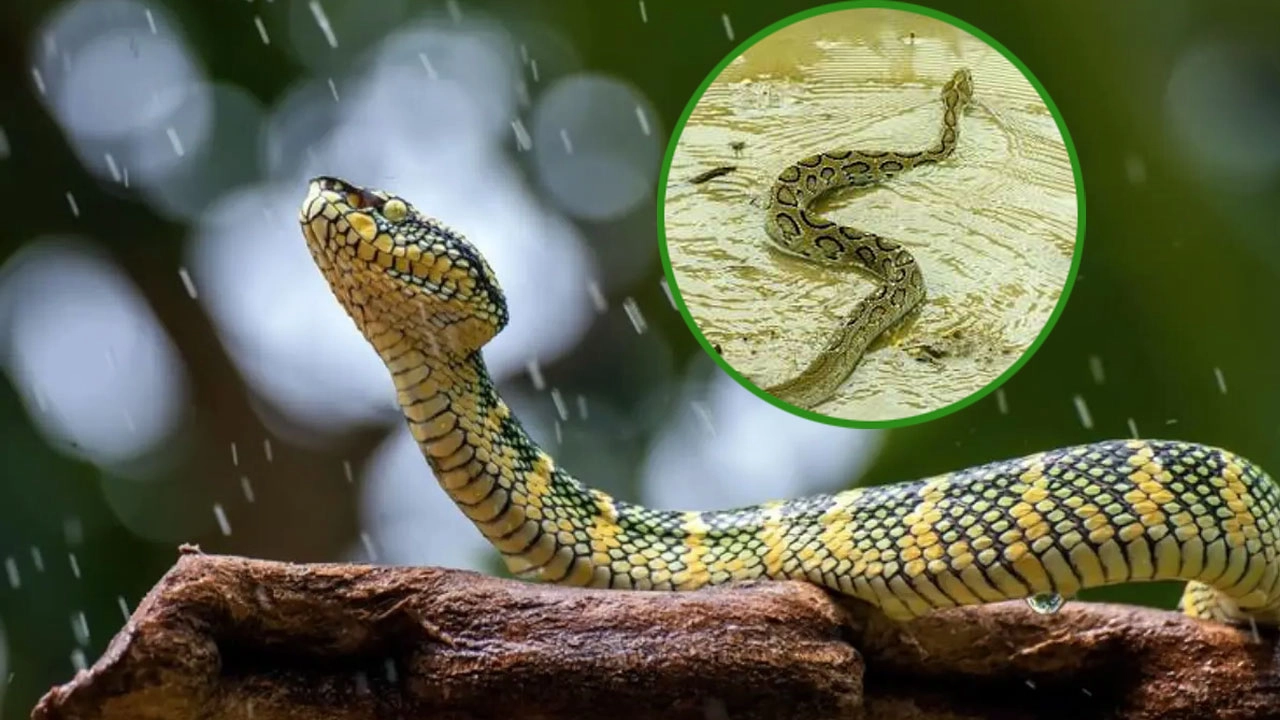 এনপিবি কোলাজ
