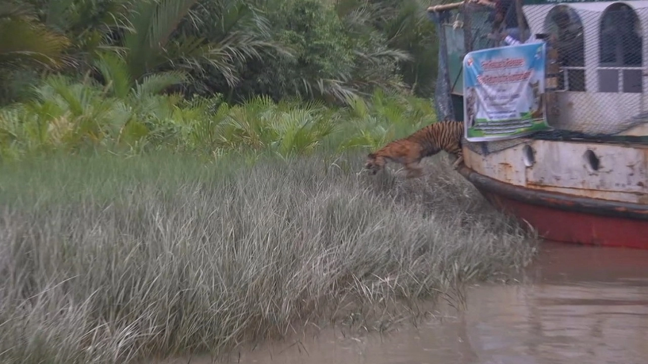 রয়েল বেঙ্গল টাইগার