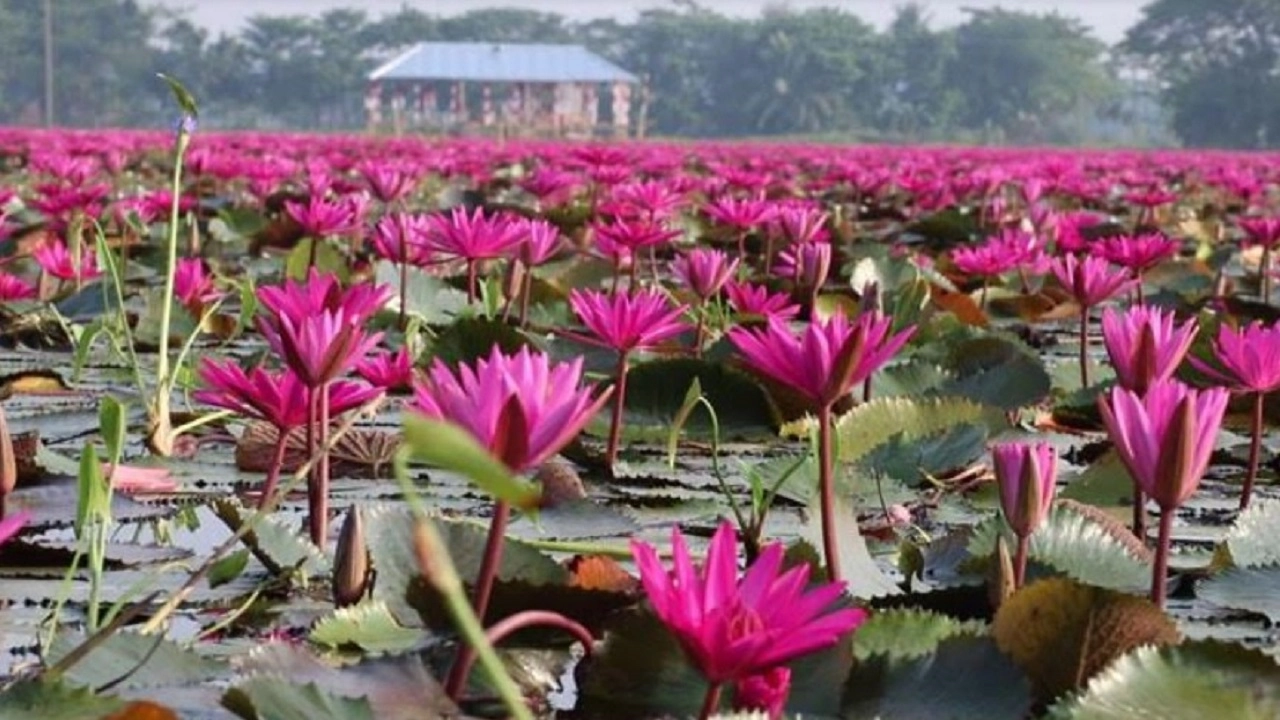 ফাইল ছবি