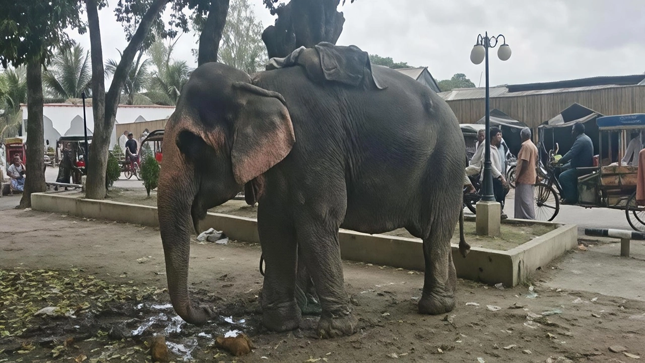 ছবি : সংগৃহীত।