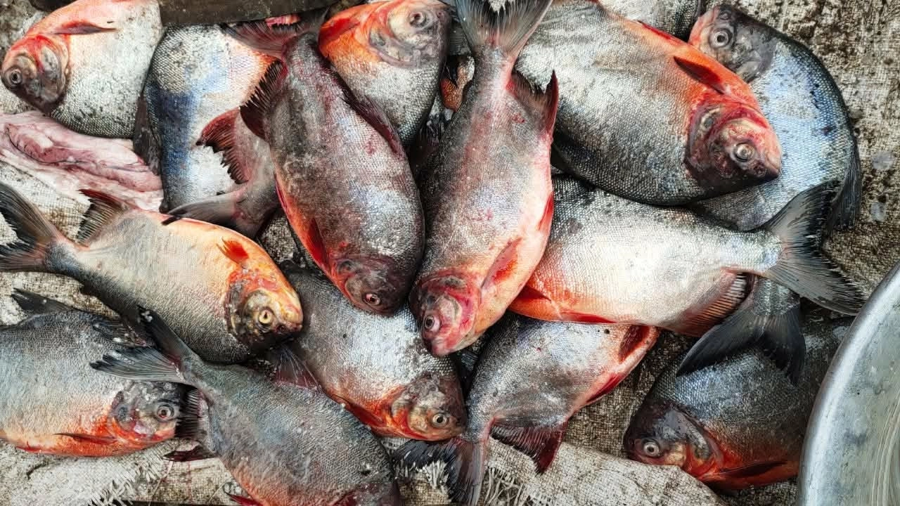 ছবি : সংগৃহীত।