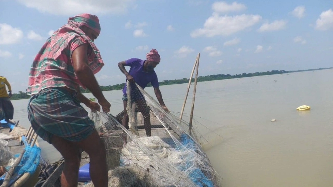 জেলেরা ইলিশ মাছ ধরছেন