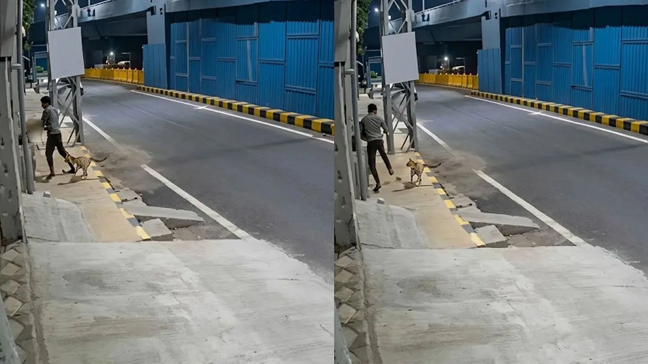 মানসিক ভারসাম্যহীন নারীকে যৌন হেনস্তার চেষ্টা, কুকুরের তাড়া। ছবি: সংগৃহীত