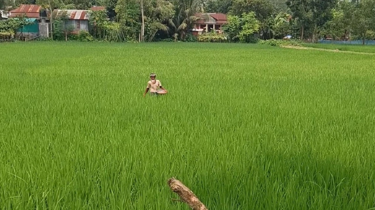 ফাইল ছবি