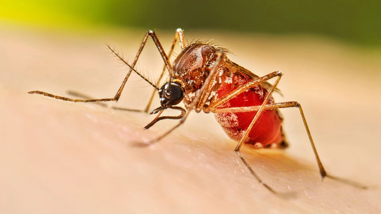ছবি সংগৃহীত