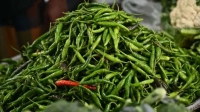 একদিনে ৩০০ থেকে নেমে ১৫০ টাকা কাঁচা মরিচ 