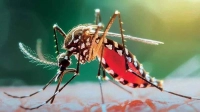ডেঙ্গু ঝুঁকিতে ঢাকার বাইরের যে ৫ জেলা