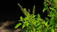 তুলসী পাতার উপকারিতা