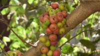 প্রতিদিন ডুমুর খেলে মিলতে পারে ৭ উপকার