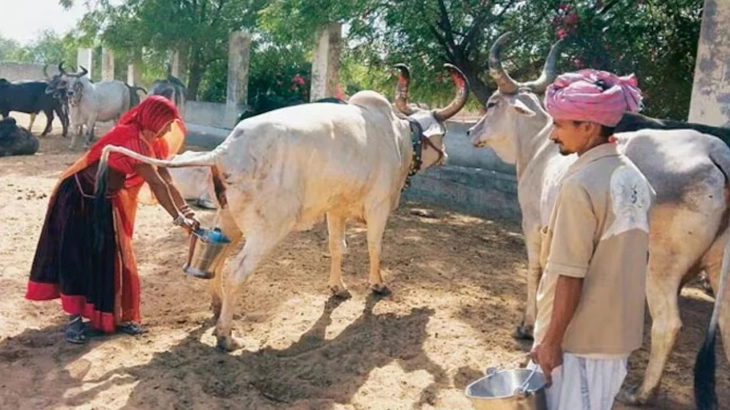 গোমূত্র কিনবে ভারত সরকার, প্রতি লিটারে ২০ রুপি
